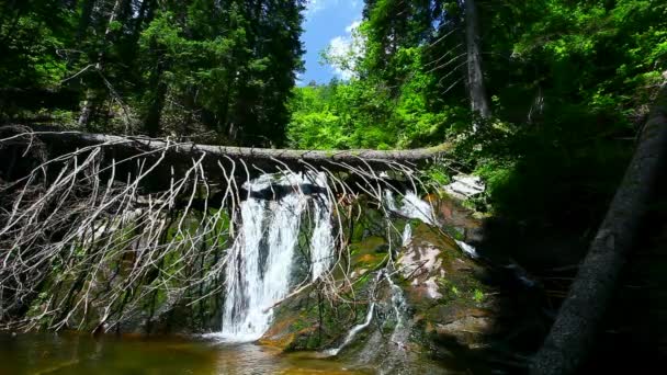 森の中の美しい滝の映像 — ストック動画