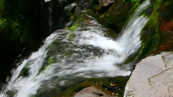 森の中の美しい滝の映像 — ストック動画