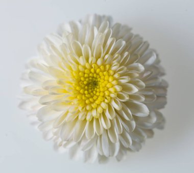 Beyaz ve sarı çiçekli düz manzara, makro çiçek arkaplanı