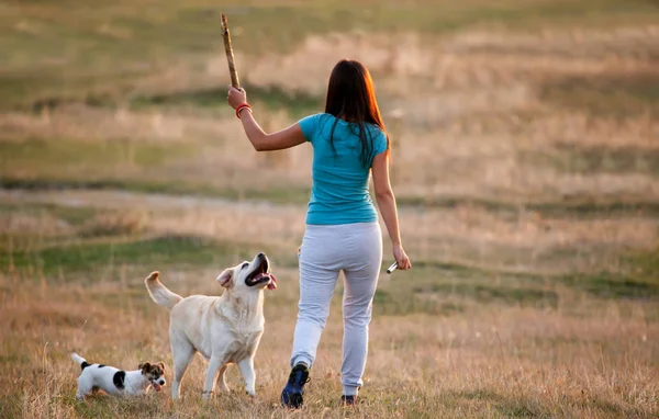 Kadın ile köpek göl kıyısında güneş doğarken çalış — Stok fotoğraf