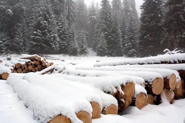 Бревно на берегу зимнего леса — стоковое фото
