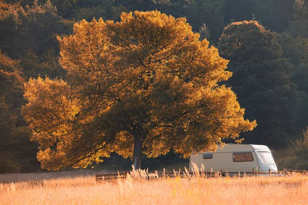 Bäume Herbstpark — Stockfoto