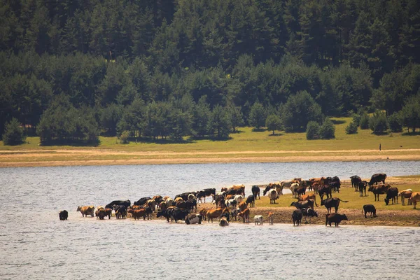 Kühe baden im See. batak-Stausee, Bulgarien — Stockfoto