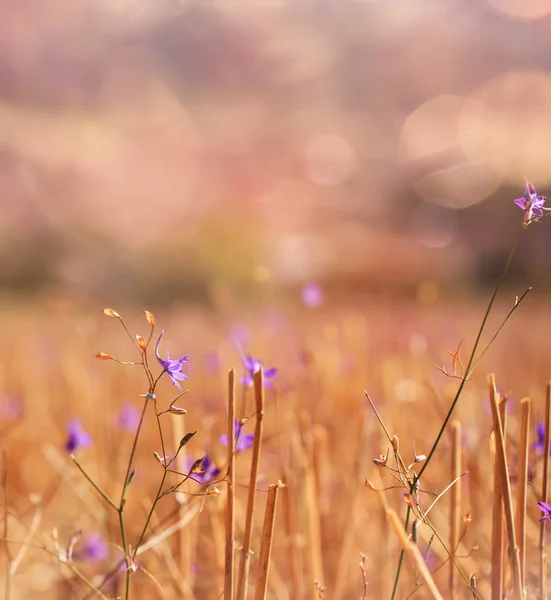 Piękne purpurowe pole pszenicy w stylu vintage, jesienny charakter, wsi, uprawa roślin, suche łodygi żyta, sezon zbiorów, zdrowe odżywianie koncepcja Obrazek Stockowy