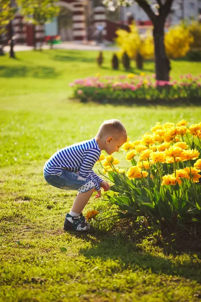 Little boy with flowers Stock Image