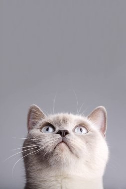 İngiliz kısa saçlı kedi nin closeup fotoğrafı