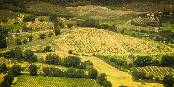 Beautiful Toscana Landscape Lot Vineyards All Land — Stock Photo, Image