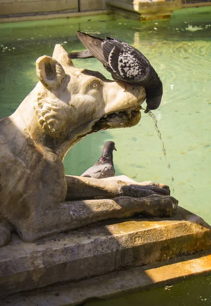 Smart Pigeon Italian Kind Drinking Water Fountain Piazza Del Campo — Stock Photo, Image