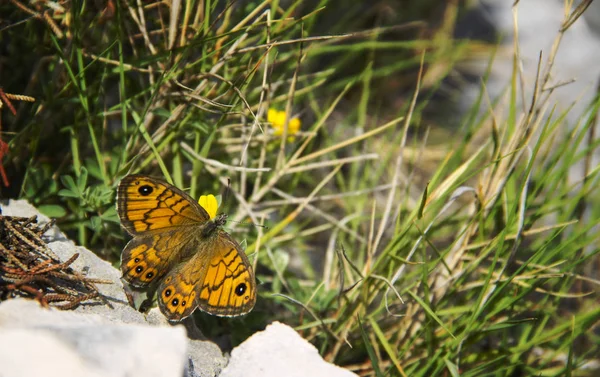 Papillon pomarańczowy — Zdjęcie stockowe