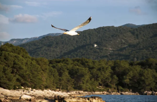 Seagull in vlucht — Stockfoto
