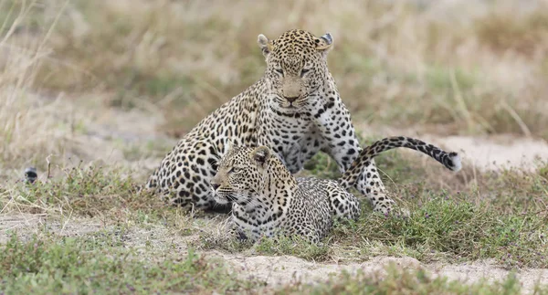 Macho Fêmea Leopardo Acasalamento Grama Curta Natureza — Fotografia de Stock