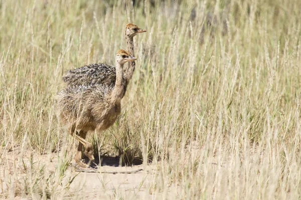Família Pintos Avestruz Correndo Atrás Seus Pais Sol Seco Kalahari — Fotografia de Stock
