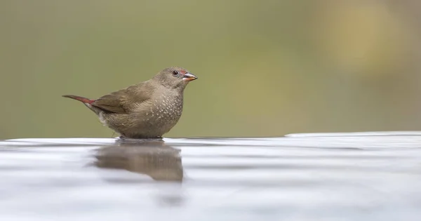 Red Billed Firefinch Female Having Bath Cool Shallow Pool — Stock Photo, Image