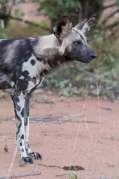 Porträt Eines Wilden Hundes Während Einer Jagd Afrikanischen Baseball — Stockfoto