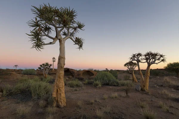 Landscape Quiver Trees Pastel Sky Moon Dry Desert — Stock Photo, Image