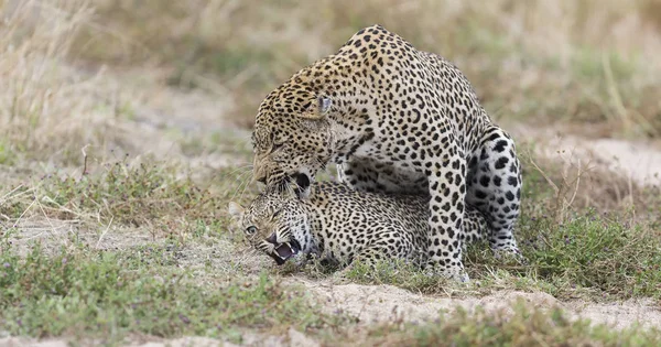 Leopardo Macho Mordendo Uma Fêmea Enquanto Acasalando Grama Natureza — Fotografia de Stock