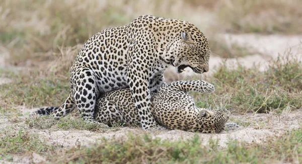 Hombre Leopardo Mordiendo Una Hembra Mientras Aparea Hierba Naturaleza — Foto de Stock