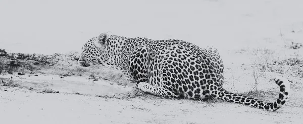 Леопард Питьевой Воды Небольшого Бассейна После Охоты Художественного Преобразования — стоковое фото