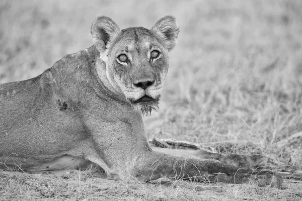 Gros Plan Une Lionne Couchée Sur Sable Doux Kalahari Lors — Photo