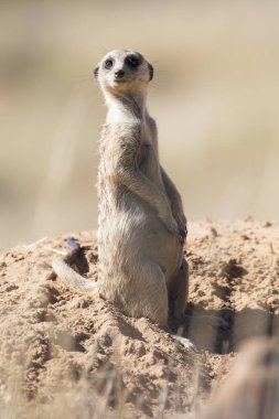 Onun odasında Kalahari kumlu topraklarda, etrafa suricate tutar