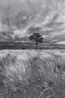 Peyzaj çim düz fırtına bulutları Kalahari sanatsal dönüşüm yaklaşıyor ile yalnız ağaçta