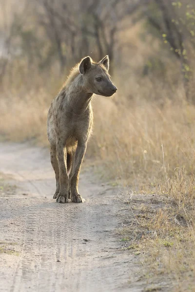 Lone Hyena Walking Dirt Road Scavenging Food — Stock Photo, Image
