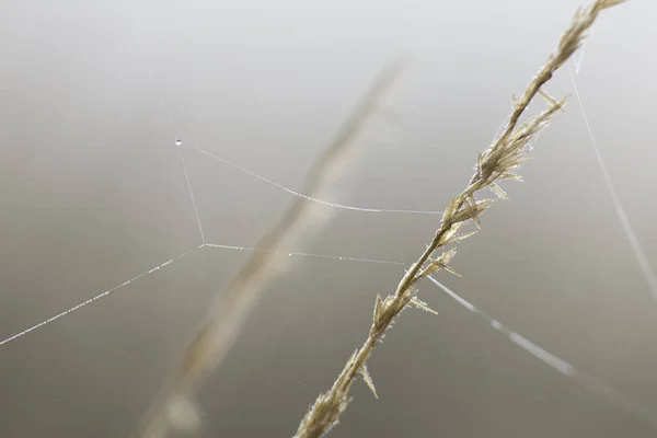 Närbild Våt Daggdroppar Ett Spindelnät Den Tidiga Morgondimman — Stockfoto
