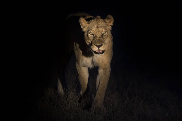 Silueta Macho León Adulto Con Crin Enorme Caminando Oscuridad —  Fotos de Stock