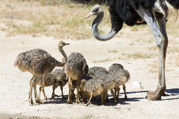Family Ostriches Drinking Water Pool Hot Sun Kalahari — Stock Photo, Image