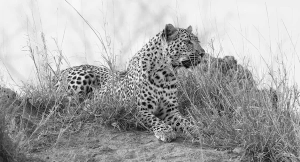 Samotny Leopard Ustanawiają Odpoczynku Mrowisko Przyrodzie Podczas Dziennych Konwersji Artystyczny — Zdjęcie stockowe