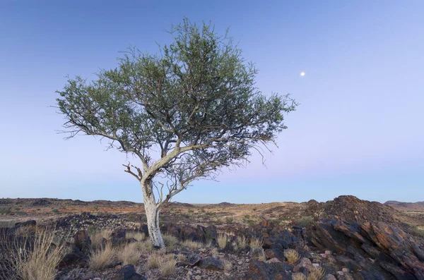 Osamělý Strom Bílým Kmenem Měsíc Suché Pouštní Krajina — Stock fotografie