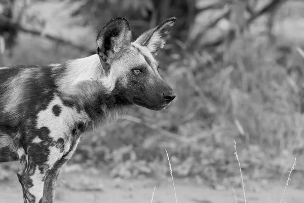 芸術的な変換で狩り中に野生の犬の肖像画 — ストック写真