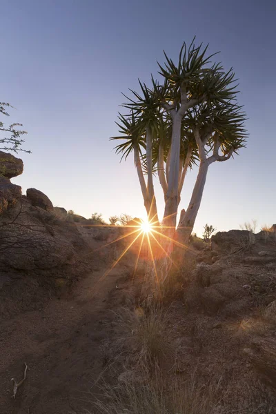 在干燥的沙漠中有太阳和薄云的颤动树的景观 — 图库照片