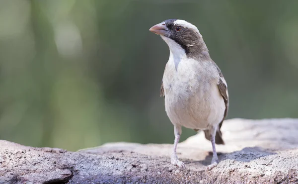 White Browed Sparrow Weaver Bebe Água Poço Deserto Kalahari — Fotografia de Stock