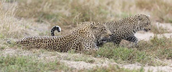 Léopard Mâle Femelle Réunissant Pour Accouplement Dans Nature — Photo