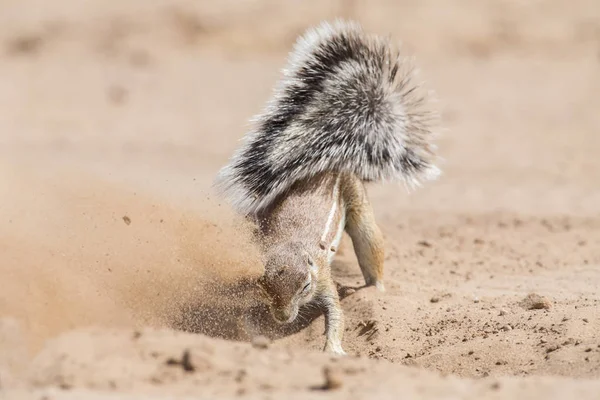 One Ground Squirrel Looking Food Dry Kalahari Sand Artistic Conversion — Stock Photo, Image