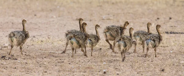 Família Pintos Avestruz Correndo Atrás Seus Pais Sol Seco Kalahari — Fotografia de Stock