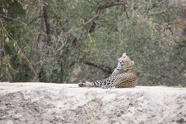 Lone Leopard Som Fastställer För Att Vila Myrstack Naturen Dagtid — Stockfoto