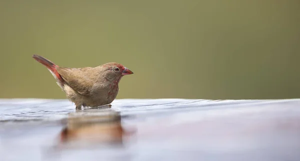 Red Billed Firefinch Female Having Bath Cool Shallow Pool — Stock Photo, Image