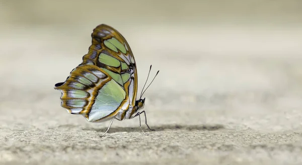 Makro Piękny Motyl Zielony Brązowy Powierzchni Beżowy — Zdjęcie stockowe