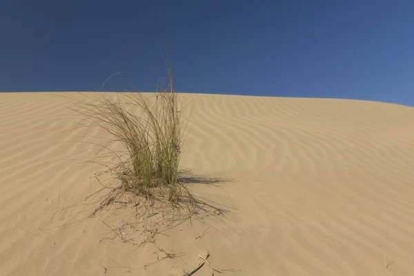 Landscape Sand Dune Grass Wind Pattern — Stock Photo, Image