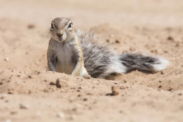 Ground Ekorren Letar Efter Mat Torra Kalahari Sand Konstnärliga Omvandlingen — Stockfoto