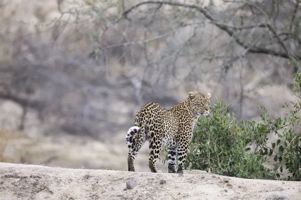 Leopardo Solitario Caminando Cazando Naturaleza Durante Día — Foto de Stock