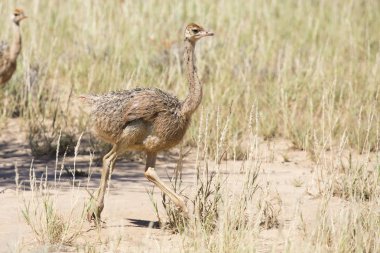 Aile ebeveynleri kuru Kalahari güneşin sonra çalışan devekuşu civciv