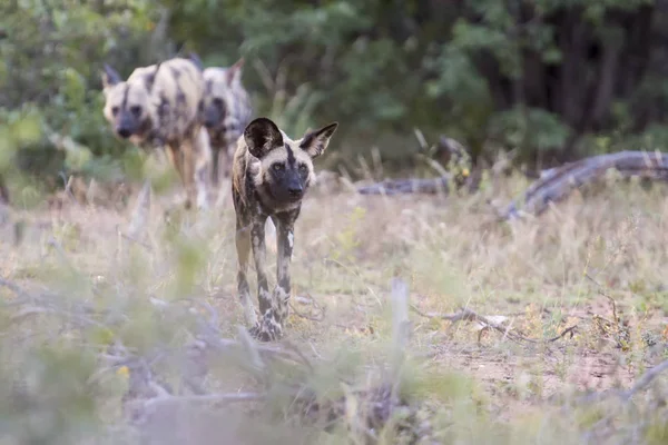 Pack Chiens Sauvages Africains Affamés Recherche Nourriture Dans Brousse — Photo