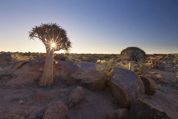 Paisaje Árbol Carcaj Con Sol Estallado Las Nubes Delgadas Desierto — Foto de Stock