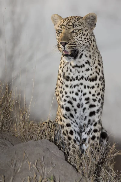 Lone Leopard Sitta Vilar Myrstack Naturen Dagtid — Stockfoto