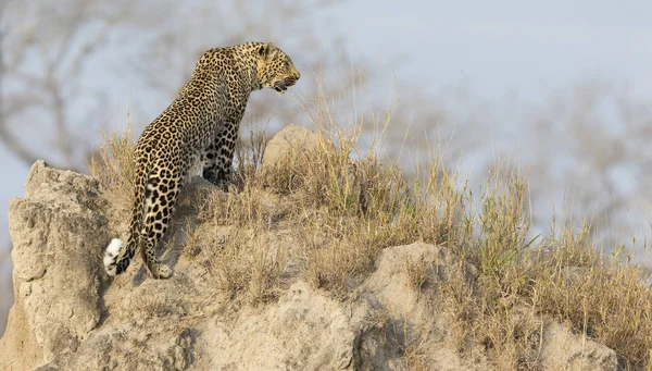 Samotny Leopard Usiąść Spoczywała Mrowisko Przyrodzie Ciągu Dnia — Zdjęcie stockowe