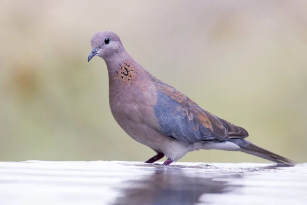 Mourning Dove Sitting Rock Waterhole Kalahari — Stock Photo, Image