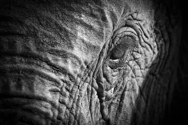 Elephant Eye Close Detail Artistic Conversion — Stock Photo, Image